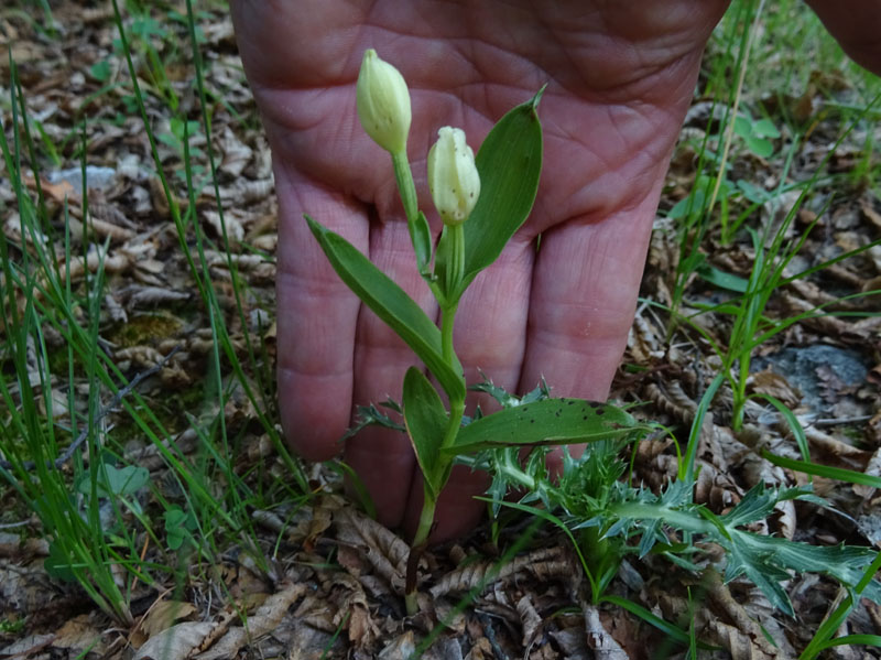 Cephalanthera longifolia e damasonium